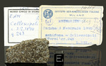 COLLESCIPOLI - Fall 03 February 1890, Terni, Umbria, Italy. Chondrite H5. Total mass 5 kg. - End piece gr.17.5 with copy old labels - € 2.625,00