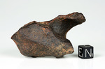 MUNDRABILLA – Found 1911, Nullarbor Plain, Australia. Iron Octahedrite IAB-Ung. Total mass 24 tons. - Individual gr.146 - € 467,20 - Ex M come Meteorite Collection