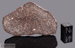 CAPOT RAY - Recuperata nel 2004, Nigeria. Chondrite H5. Massa totale recuperata 38 kg. Pezzo in collezione: fetta con crosta gr.22.1 (McM634)