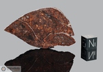 DHOFAR 231 - Recuperata il 15 Gennaio 2001, Dhofar, Oman. Chondrite H4. Massa totale recuperata 1780 grammi. Pezzo in collezione : fetta gr.24.5 (McM372)