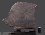 NORTHBRANCH - Recuperata nel 1972, Contea Jewel, Kansas, USA. Chondrite H5. Massa totale recuperata 76 kg. Pezzo in collezione: fetta gr.221.8 (McM159) 